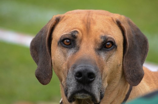 Le gusta hacer trastadas. Es leal e inteligente aunque algo distante con los extraños. Paciente con los niños.

http://listadoderazasdeperrosygatos.blogspot.com/2015/02/raza-rhodesian-ridgeback.html